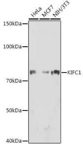 Western blot analysis of extracts of various cell lines, using Anti-KIFC1 Antibody [ARC1808] (A307161) at 1:1,000 dilution The secondary antibody was Goat Anti-Rabbit IgG H&L Antibody (HRP) at 1:10,000 dilution Lysates/proteins were present at 25 µg per lane