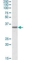 Anti-GHITM Goat Polyclonal Antibody