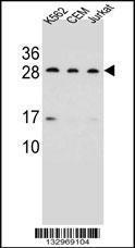 Anti-CD79A Rabbit Polyclonal Antibody (APC (Allophycocyanin))