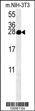 Anti-C5orf15 Rabbit Polyclonal Antibody