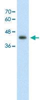 Anti-GNAS Rabbit Polyclonal Antibody