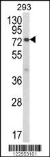 Anti-JAKMIP1 Rabbit Polyclonal Antibody