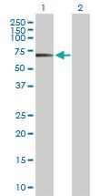 Anti-POLA2 Rabbit Polyclonal Antibody