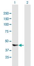 Anti-DEPTOR Mouse Polyclonal Antibody