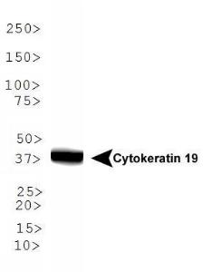 Anti-HIST3H3 Rabbit Polyclonal Antibody (DyLight® 488)