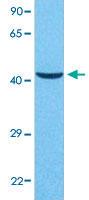 Anti-GNAS Rabbit Polyclonal Antibody