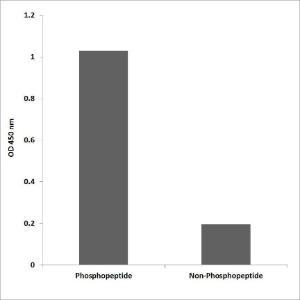 ELISA for immunogen phosphopeptide (left) and non-phosphopeptide (right) using Anti-CRMP-2 (phospho Thr509) Antibody