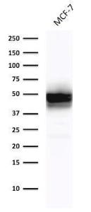 Western blot analysis of MCF-7 cell lysate using Anti-Cytokeratin 18 Antibody [DE-K18]