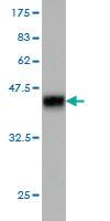 Anti-TTN Mouse Monoclonal Antibody [clone: 8G9]