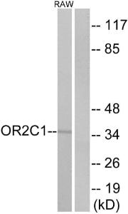 Western blot analysis of lysates from RAW264.7 cells using Anti-OR2C1 Antibody. The right hand lane represents a negative control, where the antibody is blocked by the immunising peptide