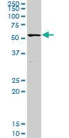 Anti-POLA2 Rabbit Polyclonal Antibody