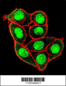 Anti-MUC1 Rabbit Polyclonal Antibody