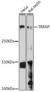 Western blot analysis of extracts of various cell lines, using Anti-TRRAP Antibody (A308201) at 1:1,000 dilution The secondary antibody was Goat Anti-Rabbit IgG H&L Antibody (HRP) at 1:10,000 dilution Lysates/proteins were present at 25 µg per lane