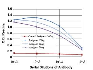 Anti-ANIB1 Mouse Monoclonal Antibody [clone: 5H3]