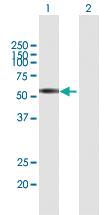 Anti-CLK3 Mouse Polyclonal Antibody