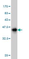 Anti-TTN Mouse Monoclonal Antibody [clone: 2B3]