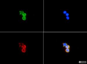 Anti-LIPE Rabbit Polyclonal Antibody