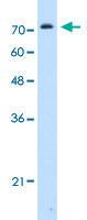 Anti-GPAA1 Rabbit Polyclonal Antibody