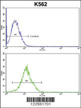 Anti-ATP12A Rabbit Polyclonal Antibody