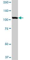 Anti-USO1 Mouse Monoclonal Antibody [clone: 3F4]