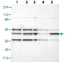 Anti-SYAP1 Rabbit Polyclonal Antibody