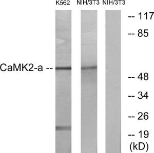 Western blot analysis of lysates from NIH/3T3 and K562 cells using Anti-CaMK2 alpha + delta Antibody. The right hand lane represents a negative control, where the antibody is blocked by the immunising peptide.