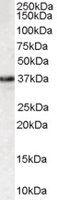 Anti-MPG Goat Polyclonal Antibody