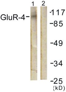 Western blot analysis of lysates from NIH/3T3 cells, treated with Forskolin 40nM 30' using Anti-GluR4 Antibody The right hand lane represents a negative control, where the antibody is blocked by the immunising peptide