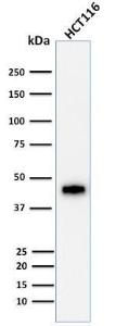 Western blot analysis of human HCT116 cell lysate using Anti-Cytokeratin 18 Antibody [DE-K18]