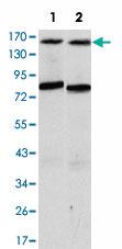 Anti-ANIB1 Mouse Monoclonal Antibody [clone: 5H3]