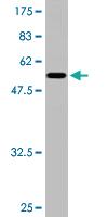 Anti-TGIF2 Mouse Monoclonal Antibody [clone: 2A4]