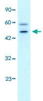 Anti-GPBP1 Rabbit Polyclonal Antibody