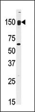 Anti-CLASP2 Rabbit Polyclonal Antibody