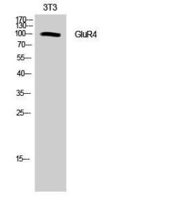 Western blot analysis of NIH 3T3 cells using Anti-GluR4 Antibody