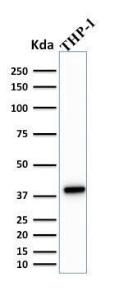 Western blot analysis of THP-1 cell lysate using Anti-PU.1 Antibody [PU1/2146]