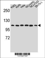 Anti-HSP90B1 Rabbit Polyclonal Antibody