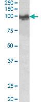 Anti-APP Goat Polyclonal Antibody