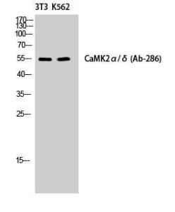 Western blot analysis of NIH 3T3/K562 cells using Anti-CaMK2 alpha + delta Antibody