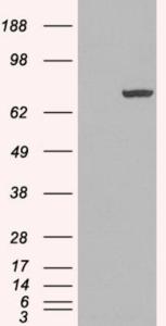 HEK293 overexpressing PADI4 (RC206501) and probed with EB06547 (mock transfection in first lane), tested by Origene.