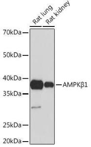 Anti-AMPK beta 1 antibody