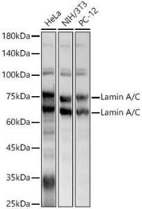 Anti-Lamin A antibody