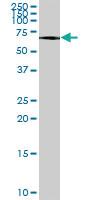 Anti-ATF7 Mouse Polyclonal Antibody