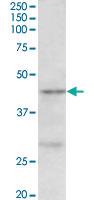 Anti-PRMT6 Goat Polyclonal Antibody