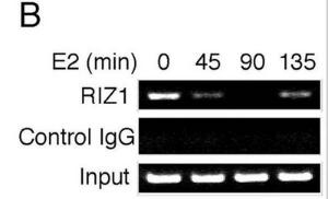 Anti-PRDM2 Mouse Monoclonal Antibody (AP (Alkaline Phosphatase)) [clone: 33AT1045]