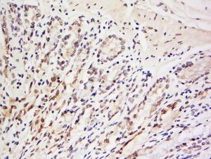 Anti-LRRC39 Rabbit Polyclonal Antibody