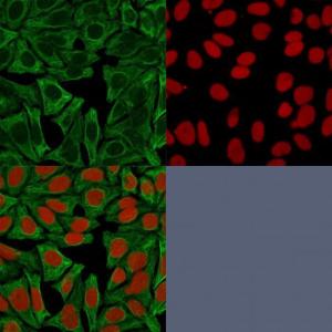 Immunofluorescent analysis of HeLa cells stained with Anti-Cytokeratin 18 Antibody [DE-K18] (CF&#174; 488) (Green). Nuclear counterstain is RedDot