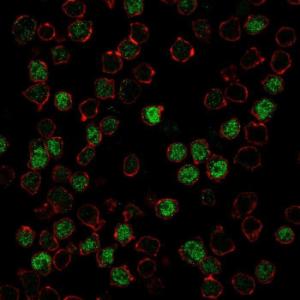 Immunofluorescent analysis of PFA fixed Ramos cells stained with Anti-PU.1 Antibody [PU1/2146] followed by Goat Anti-Mouse IgG (CF&#174; 488) (Green). Counterstain is Phalloidin (Red)