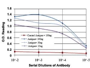 Anti-AIFM1 Mouse Monoclonal Antibody [clone: 4E7]