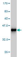 Anti-TTN Mouse Monoclonal Antibody [clone: 2F12]