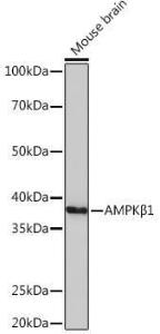 Anti-AMPK beta 1 antibody